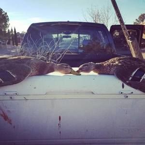 Meet your Posher, Mango